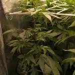 Blue Mystic