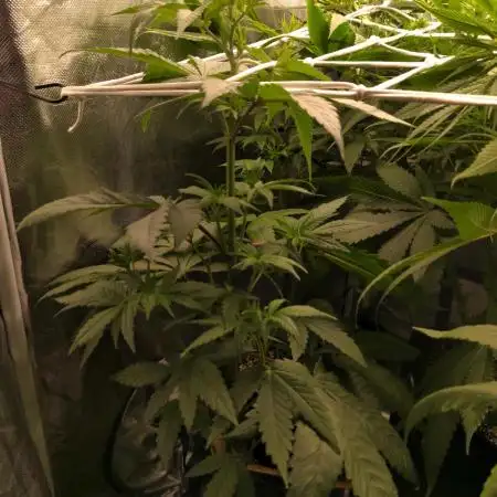 Blue Mystic
