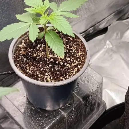 Blue Mystic