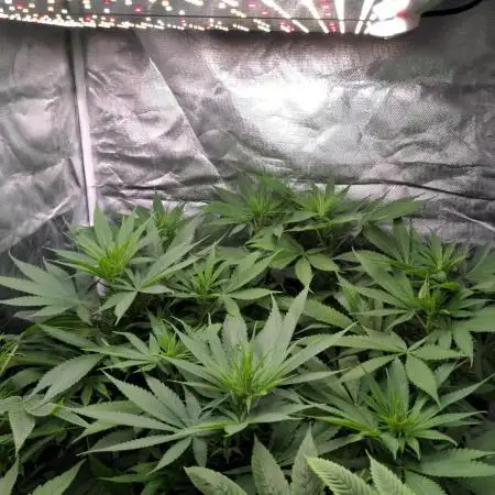 Shaman - second grow of 2025