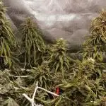 Shaman - second grow of 2025