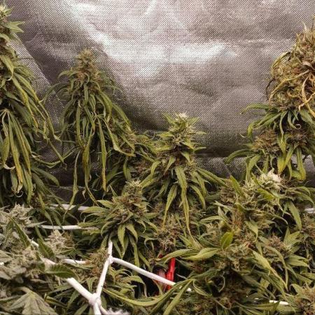 Shaman - second grow of 2025