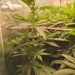 Blue Mystic