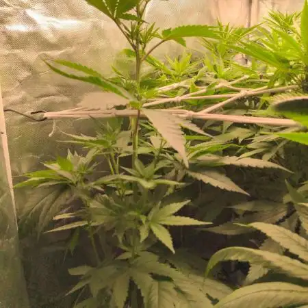 Blue Mystic
