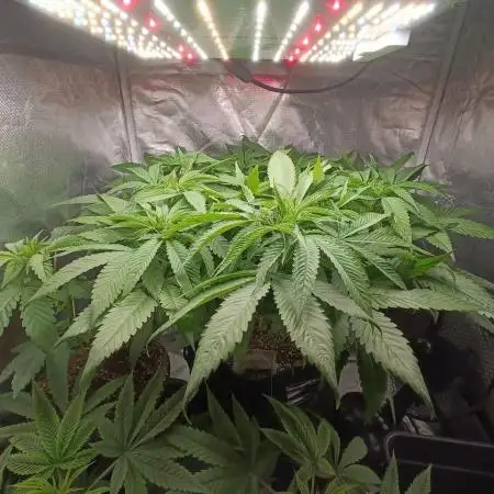 Shaman - second grow of 2025
