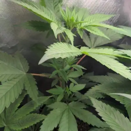 Blue Mystic
