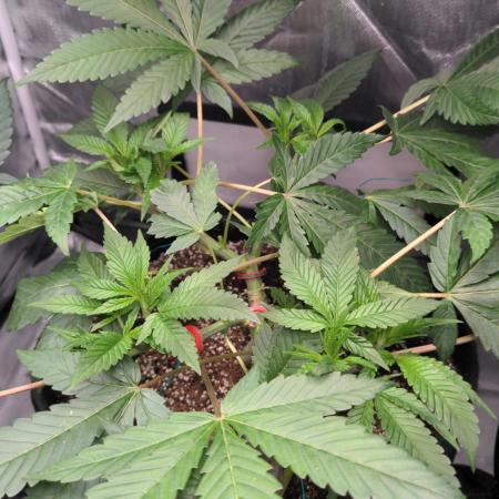 Shaman - second grow of 2025