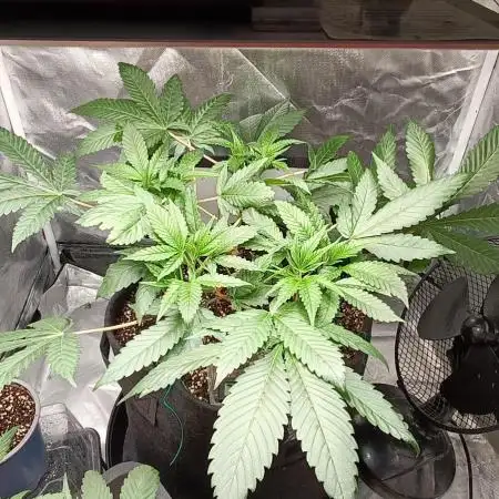 Shaman - second grow of 2025