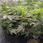 Shaman - second grow of 2025