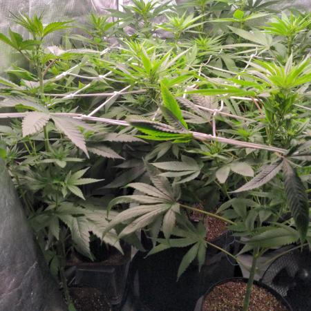 Shaman - second grow of 2025