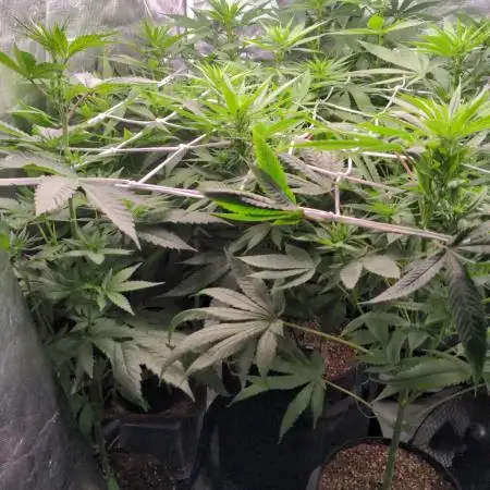 Shaman - second grow of 2025