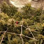 Shaman - second grow of 2025