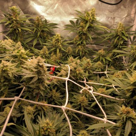 Shaman - second grow of 2025