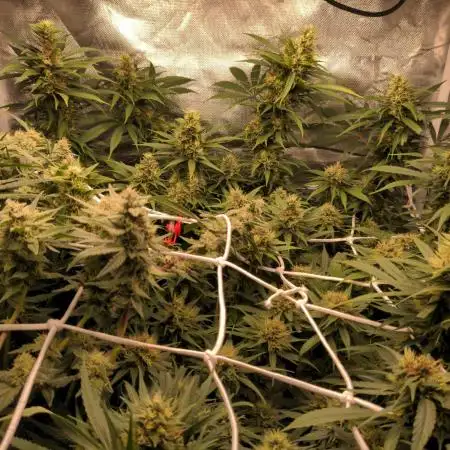 Shaman - second grow of 2025