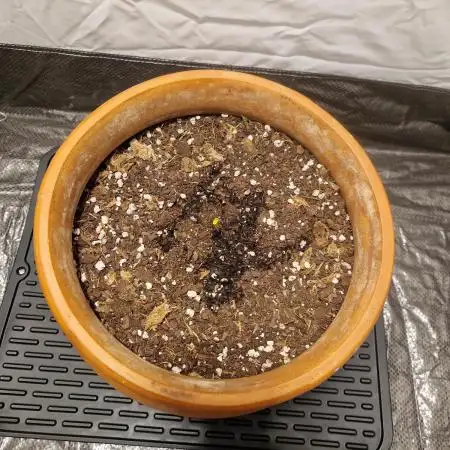 Cherry Poppers