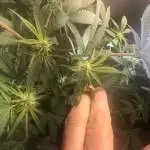 OG Kush CBD + Moby Dick