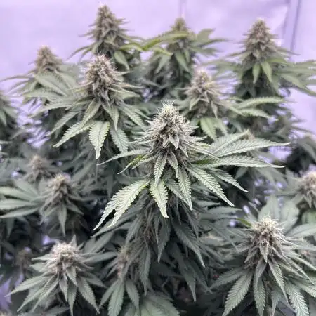 Wedding Cake 🎂