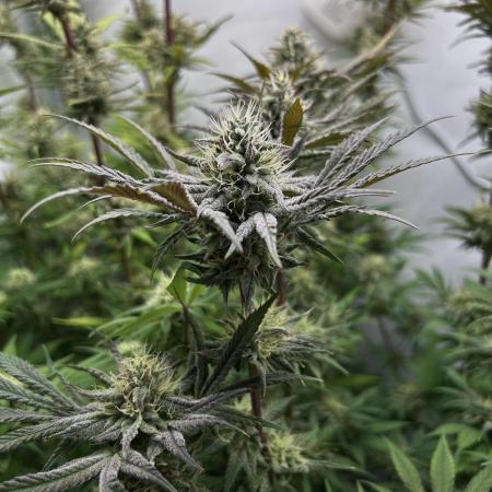 Platinum Line - Papaya Stank 🌪️