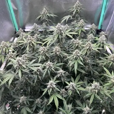 Frosted Guava 🔥