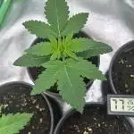 Platinum Line - Papaya Stank 🌪️