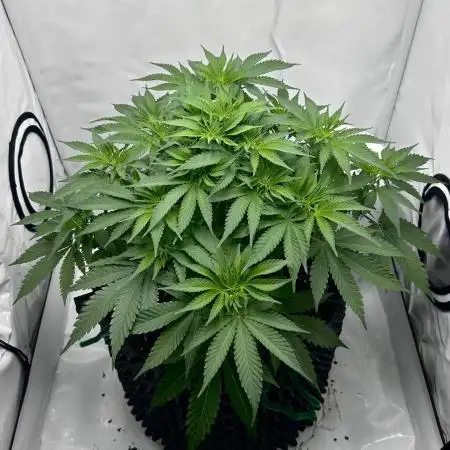Wedding Cake 🎂