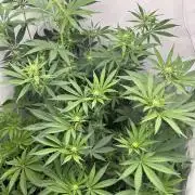 Platinum Line - Papaya Stank 🌪️