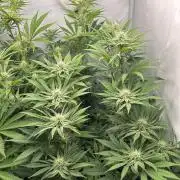 Platinum Line - Papaya Stank 🌪️