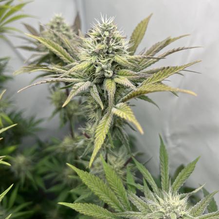 Platinum Line - Papaya Stank 🌪️