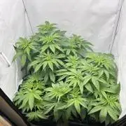 Platinum Line - Papaya Stank 🌪️