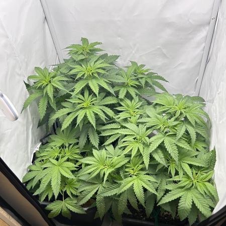 Platinum Line - Papaya Stank 🌪️