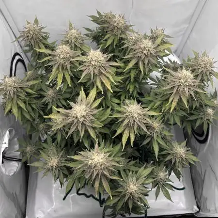 Wedding Cake 🎂
