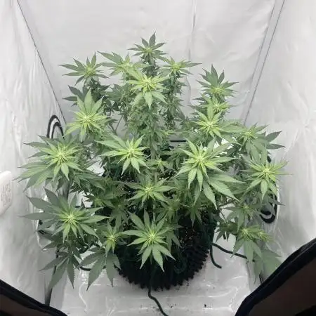 Wedding Cake 🎂