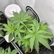 Platinum Line - Papaya Stank 🌪️