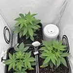 Platinum Line - Papaya Stank 🌪️