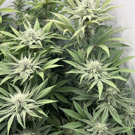 Platinum Line - Papaya Stank 🌪️