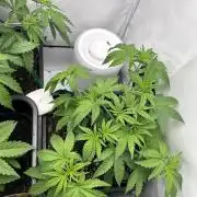 Platinum Line - Papaya Stank 🌪️