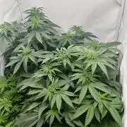 Platinum Line - Papaya Stank 🌪️