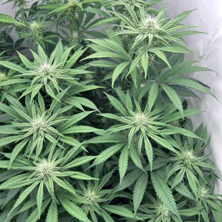 Platinum Line - Papaya Stank 🌪️