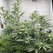 Platinum Line - Papaya Stank 🌪️