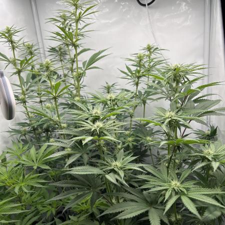 Platinum Line - Papaya Stank 🌪️