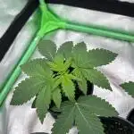 Platinum Line - Papaya Stank 🌪️