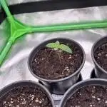 Platinum Line - Papaya Stank 🌪️