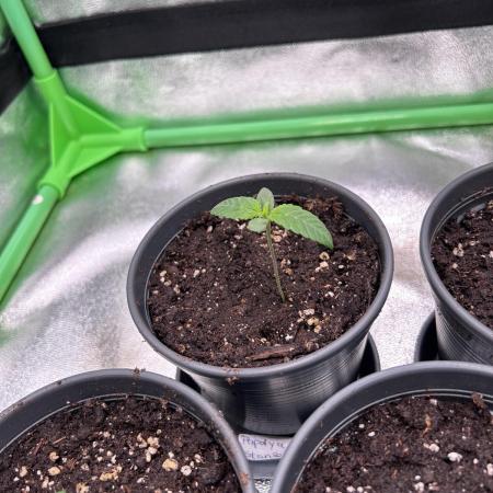 Platinum Line - Papaya Stank 🌪️