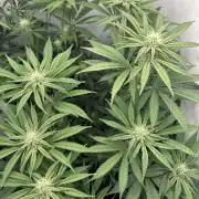 Platinum Line - Papaya Stank 🌪️