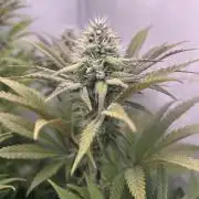 Platinum Line - Papaya Stank 🌪️