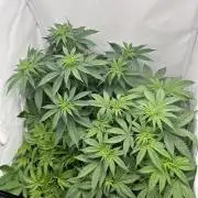 Platinum Line - Papaya Stank 🌪️