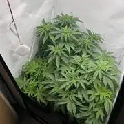 Platinum Line - Papaya Stank 🌪️