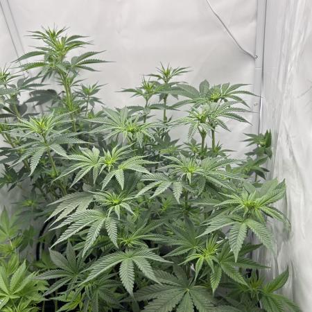 Platinum Line - Papaya Stank 🌪️