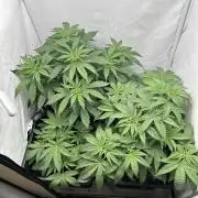 Platinum Line - Papaya Stank 🌪️