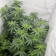 Platinum Line - Papaya Stank 🌪️